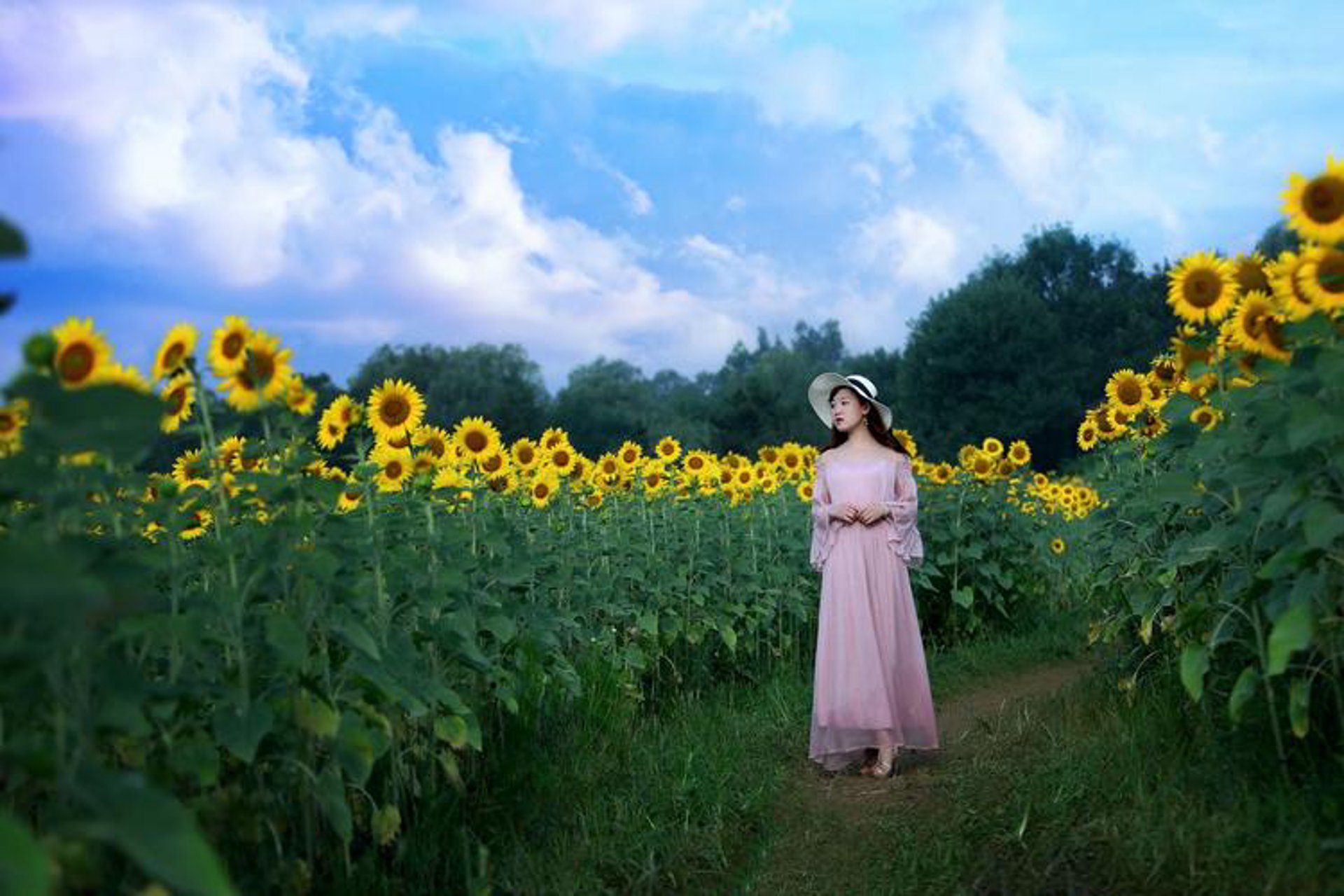 花念鲜花